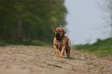 TOSA INU 385